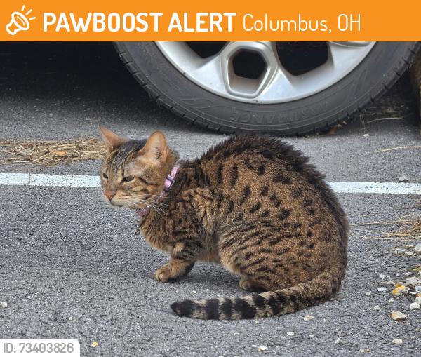Found/Stray Female Cat last seen Sandbury sawbury blvd, Columbus, OH 43235