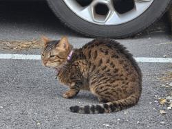 Found/Stray Female Cat last seen Sandbury sawbury blvd, Columbus, OH 43235