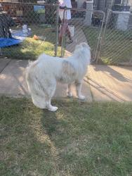 Found/Stray Unknown Dog last seen By park, Kansas City, MO 64127