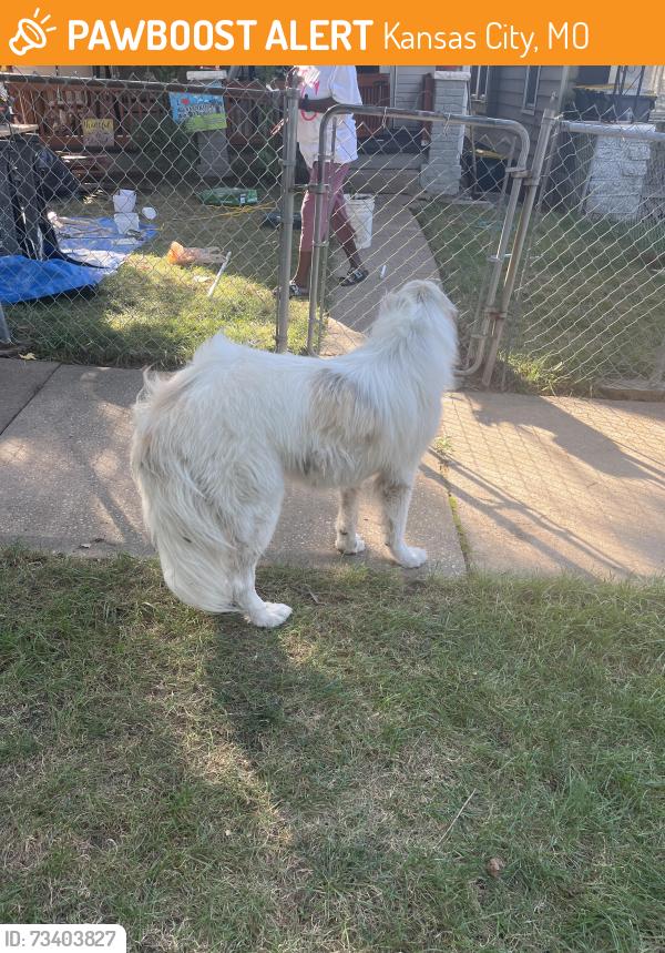 Found/Stray Unknown Dog last seen By park, Kansas City, MO 64127