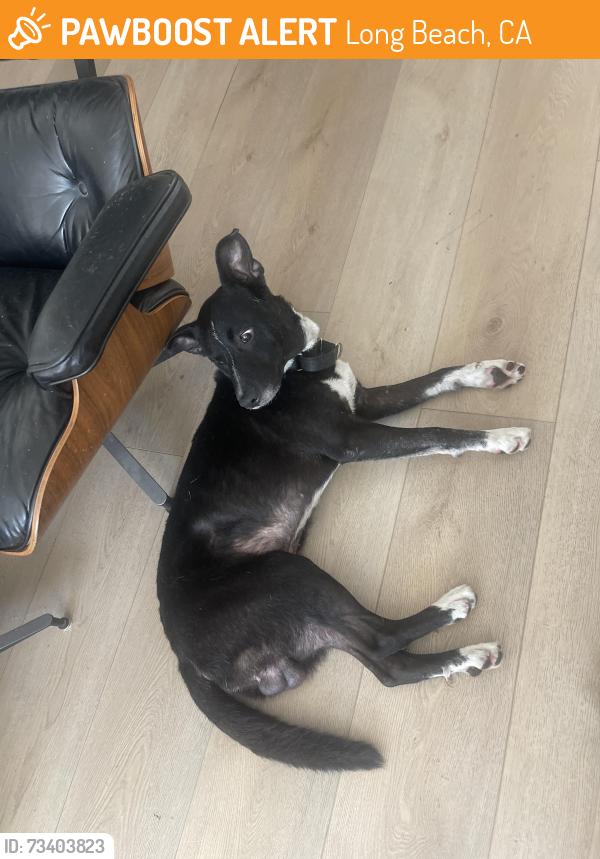 Found/Stray Male Dog last seen South 36th Place Long Beach., Long Beach, CA 90803