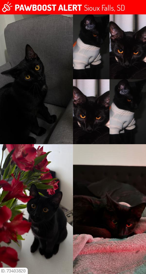 Lost Male Cat last seen Marion rd, Sioux Falls, SD 57107