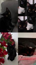 Lost Male Cat last seen Marion rd, Sioux Falls, SD 57107