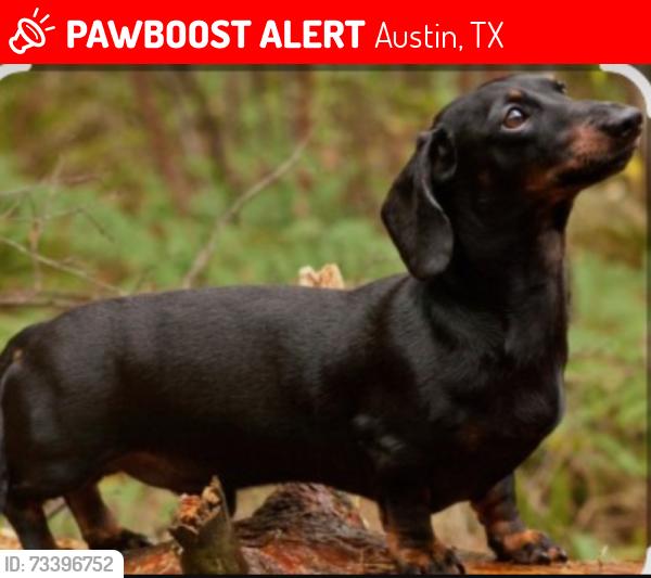 Lost Female Dog last seen north lamar by the car wash, Austin, TX 78757