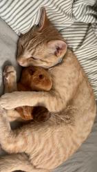 Lost Male Cat last seen Burbank Blvd and Edison, Burbank, CA 91505