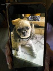 Lost Male Dog last seen Lemoli and 135th, Hawthorne, CA 90250