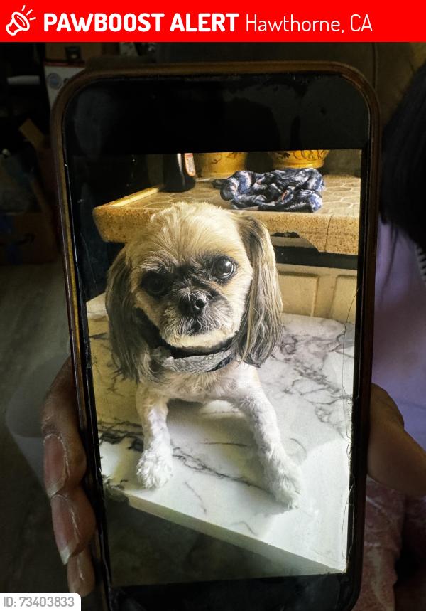 Lost Male Dog last seen Lemoli and 135th, Hawthorne, CA 90250