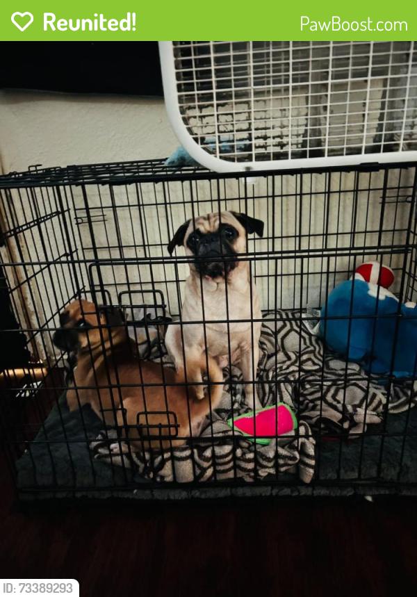 Reunited Male Dog last seen J st, Chula Vista mall, Third & I st, memorial park, broadway, Chula Vista, CA 91910
