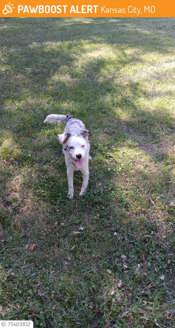 Found/Stray Unknown Dog last seen Near st and s benton, Kansas City, MO 64132