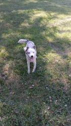 Found/Stray Unknown Dog last seen Near st and s benton, Kansas City, MO 64132
