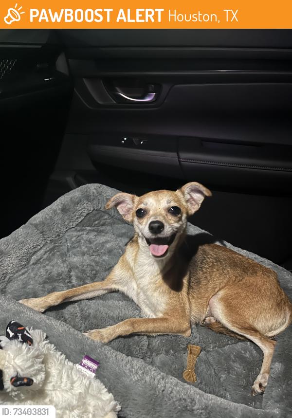 Found/Stray Female Dog last seen Westheimer at Beltway 8, Houston, TX 77042