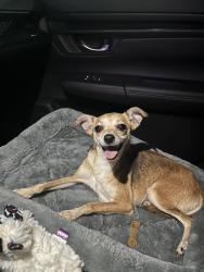 Found/Stray Female Dog last seen Westheimer at Beltway 8, Houston, TX 77042