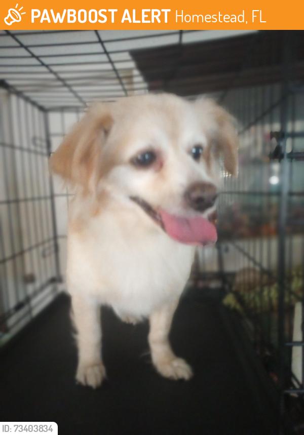 Found/Stray Male Dog last seen NW 9 Ct, Homestead, FL 33030