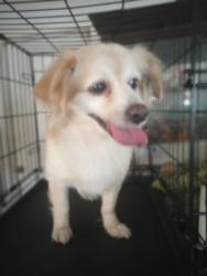 Found/Stray Male Dog last seen NW 9 Ct, Homestead, FL 33030