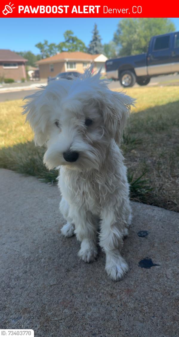Lost Male Dog last seen 54th pecos, Denver, CO 80221