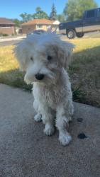 Lost Male Dog last seen 54th pecos, Denver, CO 80221