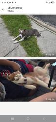 Reunited Male Dog last seen Near moss haven rd 32221, Jacksonville, FL 32221