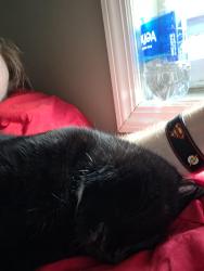 Reunited Female Cat last seen hse between Voskamp St. and Welser Way, Pittsburgh, PA 15212