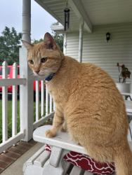 Lost Male Cat last seen Near Dodd Trail, Murfreesboro, TN 37128