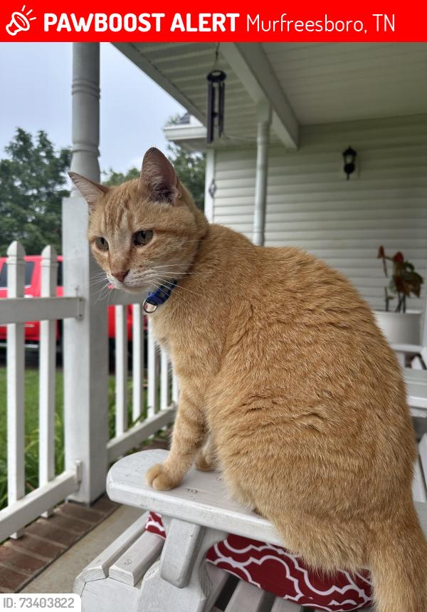 Lost Male Cat last seen Near Dodd Trail, Murfreesboro, TN 37128