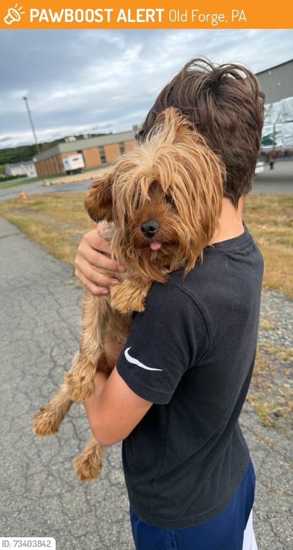 Found/Stray Male Dog last seen Mariottis, Old Forge, PA 18518