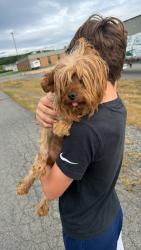 Found/Stray Male Dog last seen Mariottis, Old Forge, PA 18518