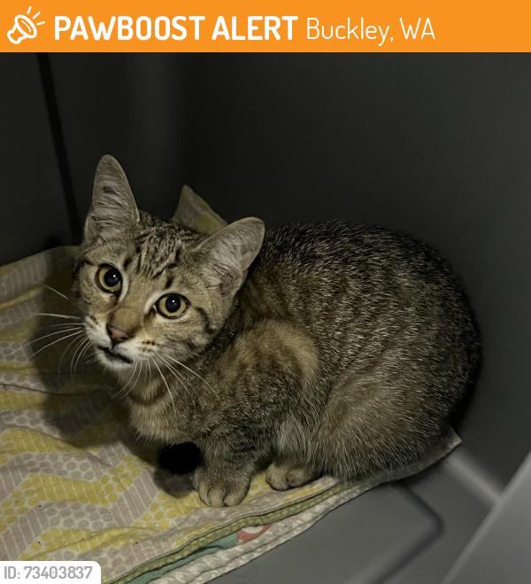 Found/Stray Female Cat last seen 226th Ave E and 112th St E, Buckley, WA 98321