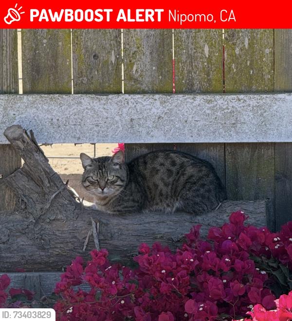 Lost Male Cat last seen Kirby way/ s las flores, Nipomo, CA 93444