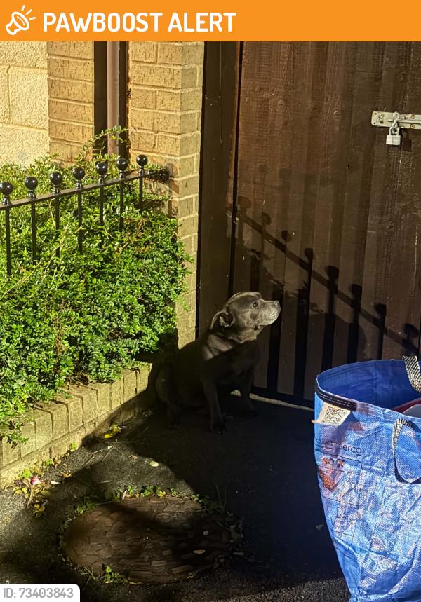 Found/Stray Female Dog last seen Lyng, West Midlands, England B70 7RH