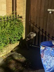 Found/Stray Female Dog last seen Lyng, West Midlands, England B70 7RH