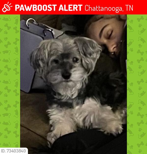 Lost Male Dog last seen Holliday Hills Chattanooga Area, Chattanooga, TN 37416