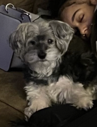 Lost Male Dog last seen Holliday Hills Chattanooga Area, Chattanooga, TN 37416