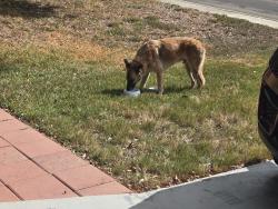 Found/Stray Male Dog last seen Country flower, San Antonio, TX 78240