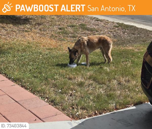 Found/Stray Male Dog last seen Country flower, San Antonio, TX 78240