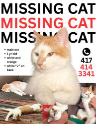 Lost Male Cat last seen National ave and Kearney st, Springfield, MO 65803