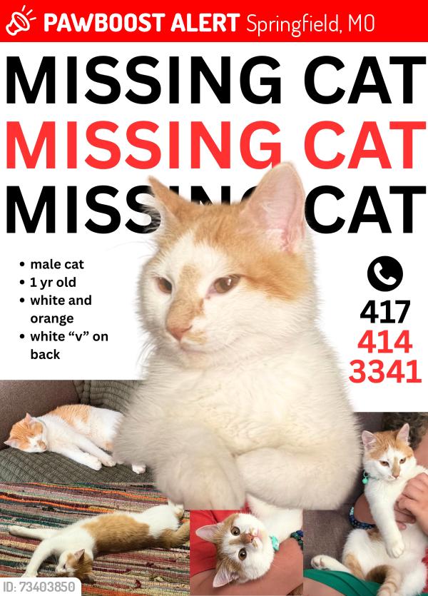 Lost Male Cat last seen National ave and Kearney st, Springfield, MO 65803