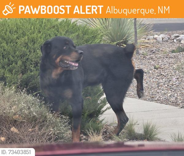Found/Stray Male Dog last seen Unser mcmahon, Albuquerque, NM 87114