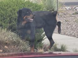 Found/Stray Male Dog last seen Unser mcmahon, Albuquerque, NM 87114