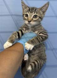 Shelter Stray Male Cat last seen MT VERNON & BASELINE, 333 Chandler Pl, San Bernardino, CA 92408, USA