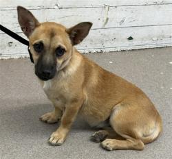 Shelter Stray Female Dog last seen WATERMAN AND 5TH, 333 Chandler Pl, San Bernardino, CA 92408, USA