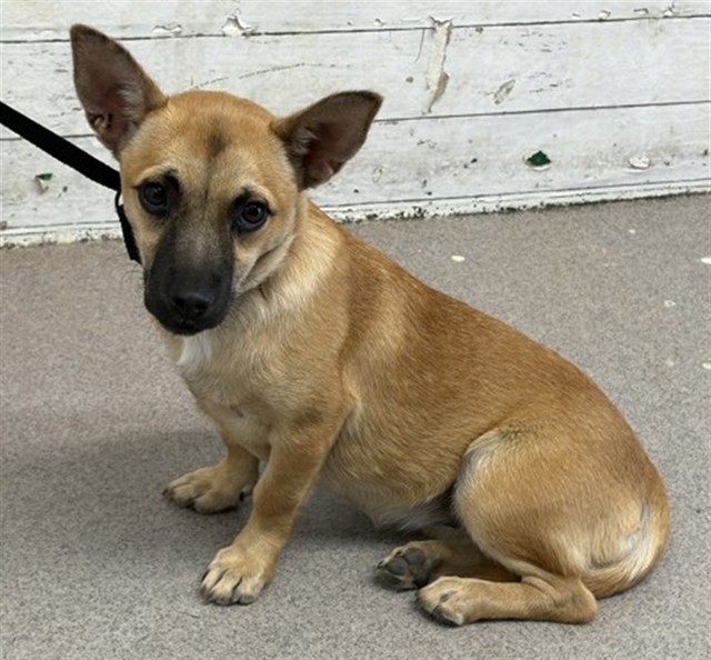 Shelter Stray Female Dog last seen WATERMAN AND 5TH, 333 Chandler Pl, San Bernardino, CA 92408, USA