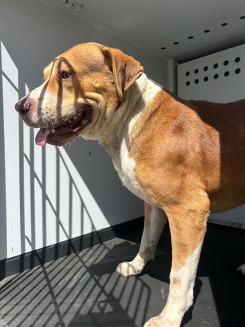 Shelter Stray Male Dog last seen Near BLK CITERION DR, BAKERSFIELD, CA, 201 S Mt Vernon Ave, Bakersfield, CA 93307, USA