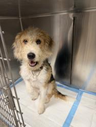 Shelter Stray Male Dog last seen , West Valley Animal Shelter, 20655 Plummer St, Chatsworth, CA 91311, USA
