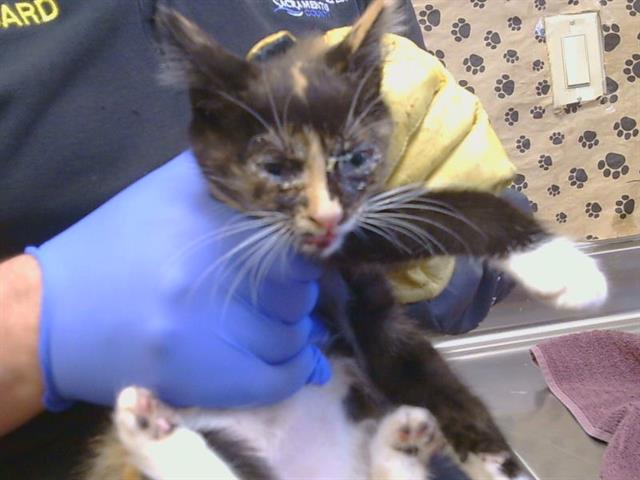 Shelter Stray Female Cat last seen BUFFWOOD WAY/WALNUT AVE, 95608, 3839 Bradshaw Rd, Sacramento, CA 95827, USA