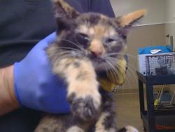 Shelter Stray Female Cat last seen BUFFWOOD WAY/WALNUT AVE, 95608, 3839 Bradshaw Rd, Sacramento, CA 95827, USA