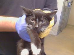 Shelter Stray Male Cat last seen BUFFWOOD WAY/WALNUT AVE, 95608, 3839 Bradshaw Rd, Sacramento, CA 95827, USA
