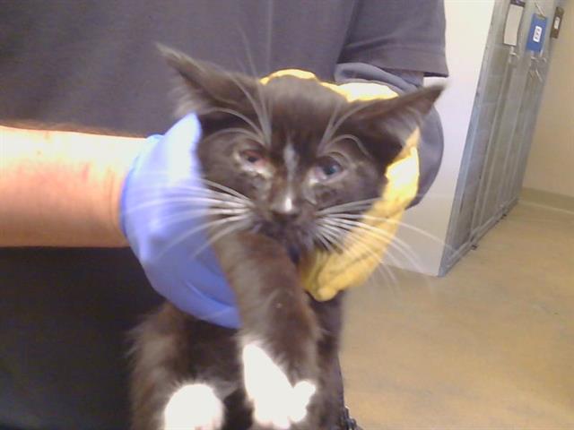 Shelter Stray Male Cat last seen BUFFWOOD WAY/WALNUT AVE, 95608, 3839 Bradshaw Rd, Sacramento, CA 95827, USA