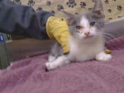 Shelter Stray Male Cat last seen BUFFWOOD WAY/WALNUT AVE, 95608, 3839 Bradshaw Rd, Sacramento, CA 95827, USA