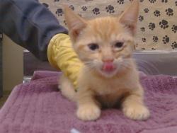 Shelter Stray Female Cat last seen BUFFWOOD WAY/WALNUT AVE, 95608, 3839 Bradshaw Rd, Sacramento, CA 95827, USA