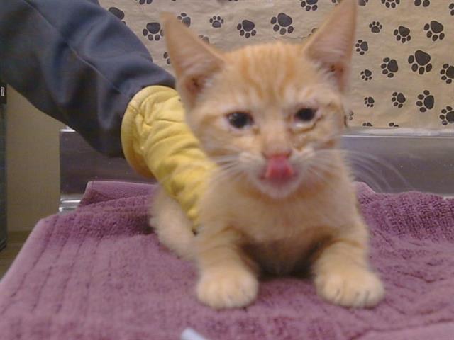 Shelter Stray Female Cat last seen BUFFWOOD WAY/WALNUT AVE, 95608, 3839 Bradshaw Rd, Sacramento, CA 95827, USA